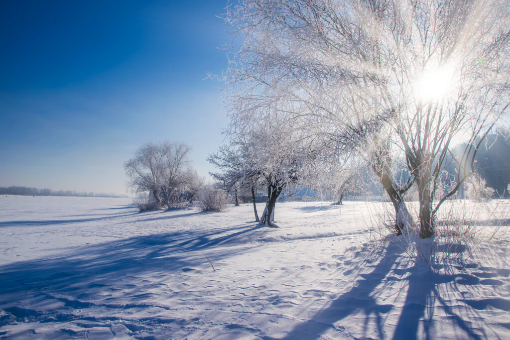 Amazing winter scenery with bare trees covered by frost on snowy meadow under blue sky. Winter nature concept
